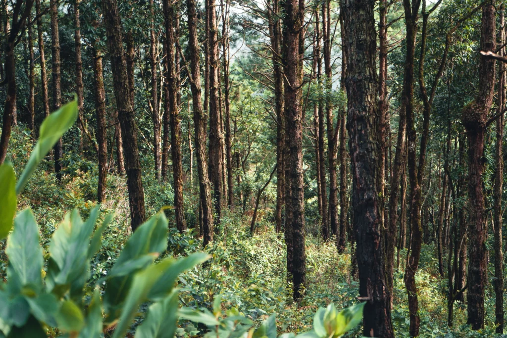 summer-forest-and-the-road-into-the-forest-2021-10-21-04-34-42-utc