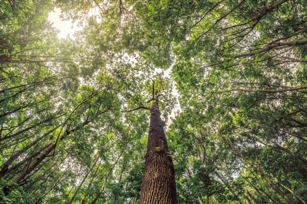 wide-angle-looking-up-trees-in-forest-2022-11-15-11-13-34-utc